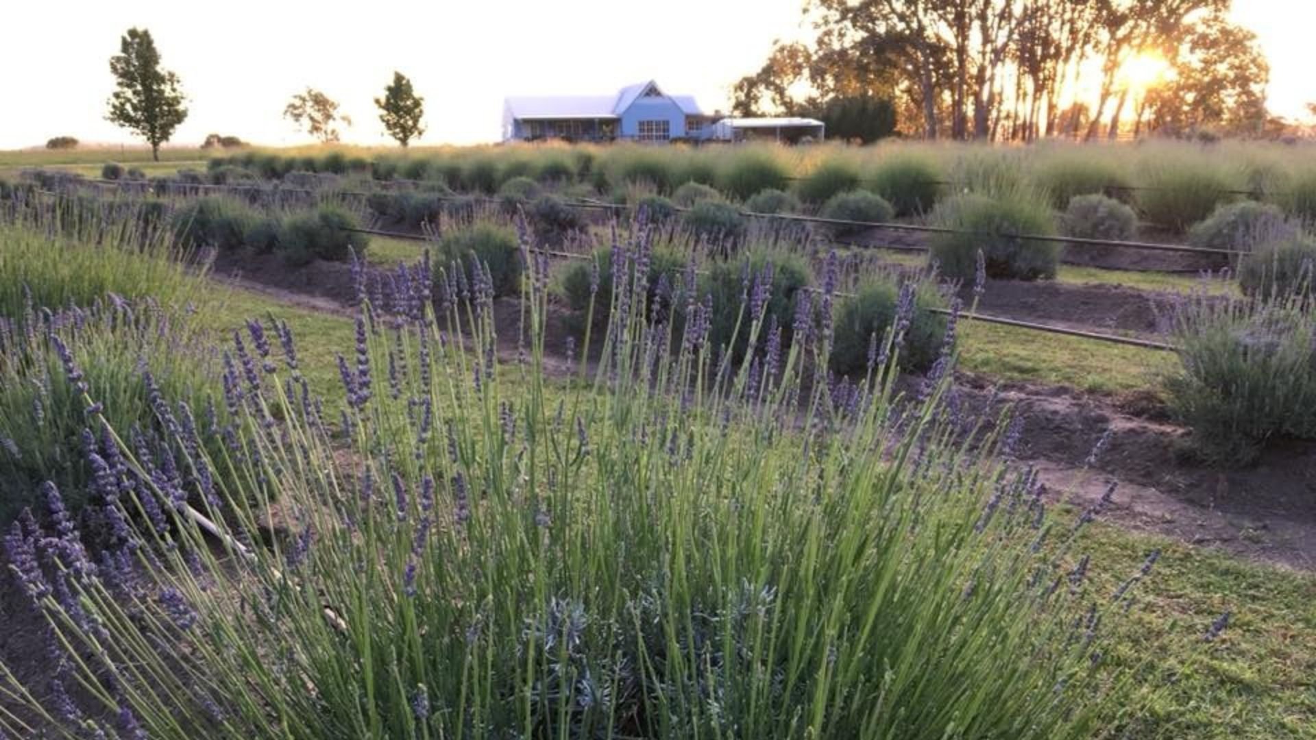 Aloomba Lavendar Tenterfield shopping